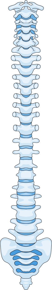Full spinal column