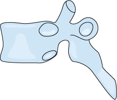 Thoracic spine